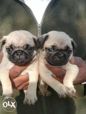 Pug male and female available at reasonable price