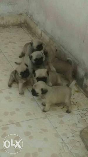Pug male puppy available very cheap price