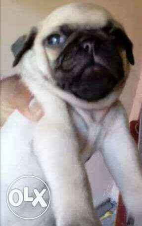 Pug male puppy with certificate