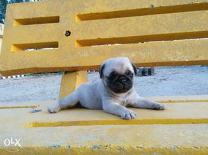 Pug one month male. mother championship winner