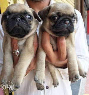 Pug puppies available top quality breeds