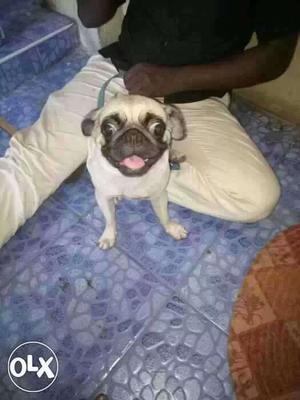 Pug puppy for sales low price