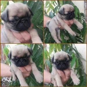 Pugs puppies available for sale