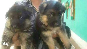 Pune:-- Boxer" Beagle" Lasa Apso" All Puppeis