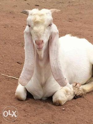 Pure Hansa Male Goat Adant