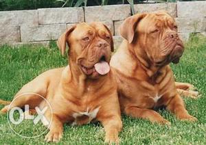 Pure Quality Dogs For Sell French Mastiff pets In Our kennel