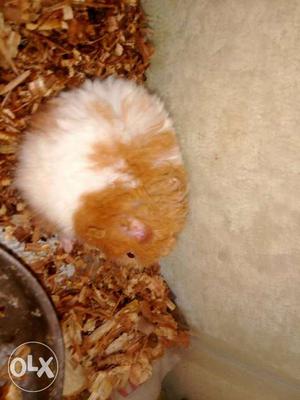 Pure Syrian male hamster at a low market price