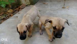 Pure breed Great Dane Puppy 1 male and 1 female