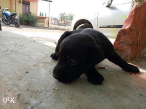 Pure labrador puppy for sell