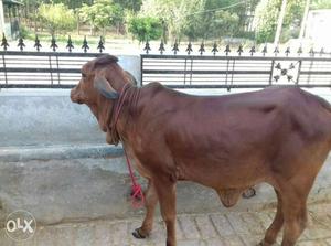 Pure shahiwal cattle