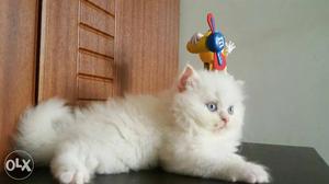 Pure white super lineage Persian kitten's