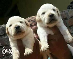 Quality Labrador Male pups of Champion Lineage