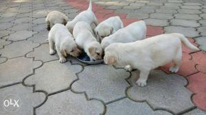 Quality Labrador puppy's available in gonikoppal