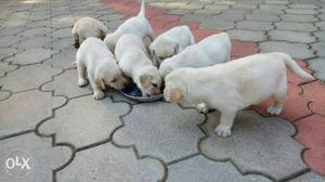 Quality Labrador puppy's available in gonikoppal.