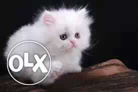 Raipur:-- Persian Kitten" Labrador" Saint