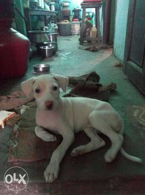 Rajapalam female puppy 40 days only