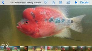 Red And Gray Flowerhorn Cichlid