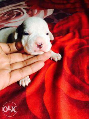 Red nose American bully top quality pups sale born 15 days