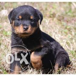 Rootweiler puppy for sell have bone so quality tk kennel