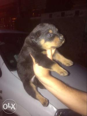 Rott good quality available