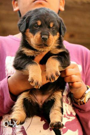 Rottweiler Puppies Having Great marking face with breed