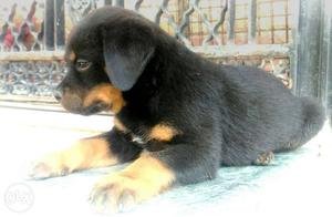 Rottweiler Puppies Heavy size 1month old