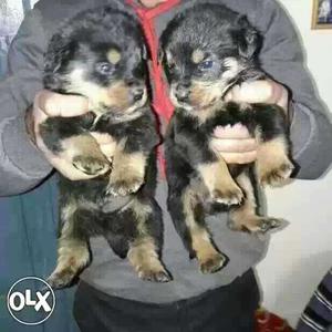Rottweiler puppies available Female  all
