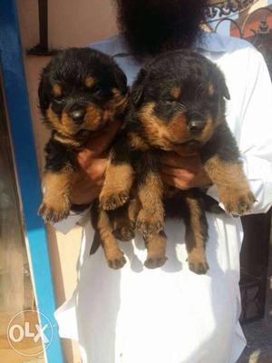 Rottweiler puppies available female  today's