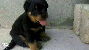 Rotwiller male puppy for sale vaccination