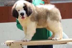 Saint Bernrad puppies very Gud Male KCI registered in Go