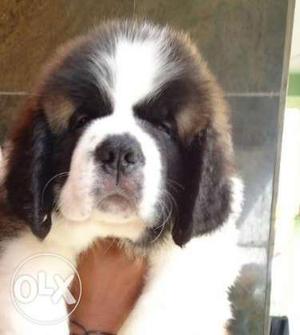Saint show bernad Supers male and female puppies best price