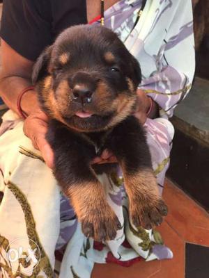 Security purposes Rottweiler Female Puppies