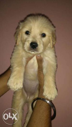 Sell 36 days old show quality golden retriever