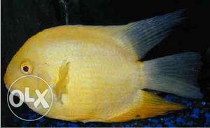 Severum fishe 2 pieces verry active and healthy,