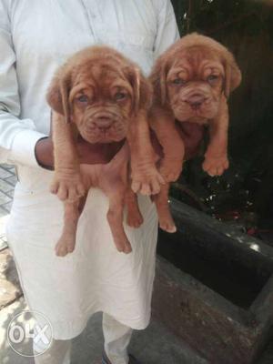 Short-coat Two Chocolate Puppies