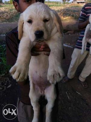 Show quality Labrador puppies with double bone