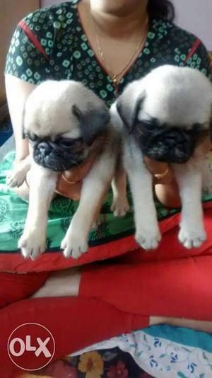 Show quality active and playfull Pug puppies for