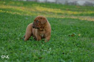 Show quality french mastiff puppies ready for sell