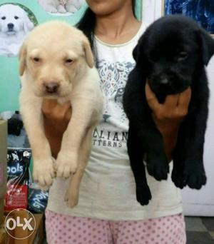 Show quality labrador female puppy available for