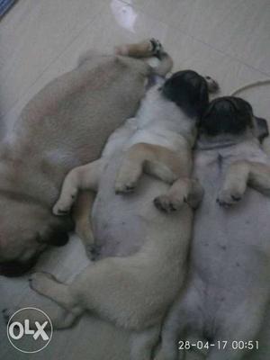 Show quality pug puppies for sales