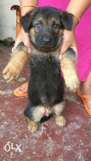 Showline Jerman Shepherd puppy available Big Bon