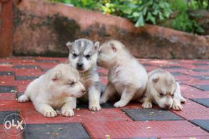 Siberian husky puppies certified