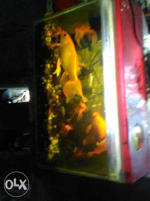 Silver And Red Fish Tank