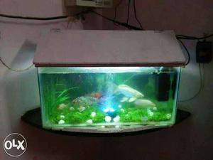 Silver Fish Tank