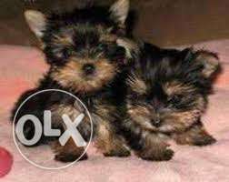 Small breed Toy poodle, Yorkshire terrier, Maltese pups 4