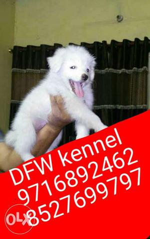 Super cute ** Pomerian puppies and all types size