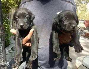 Super quality Labrador Rottweiler puppy available