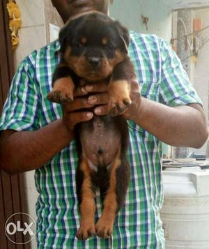 Super quality Rottweiler puppy available