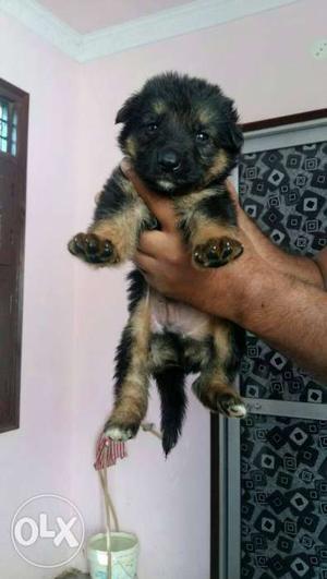 Superb quality German Shepherd puppy