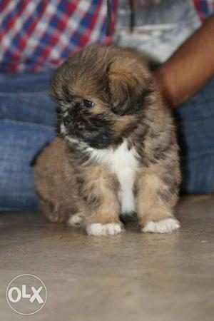 Tan And Black Lhasa apso Puppy: 45 days old